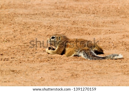 Ground Squirrel (Xerus inauris), in the sand, Kgalagadi Transfrontier Park, Kalahari desert, South Africa.