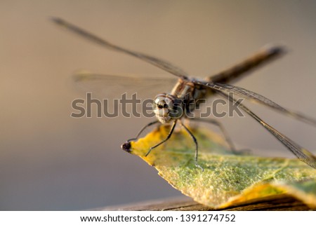 Darner dragonflies (Family aeschnidae), Near to Maun, Botswana.