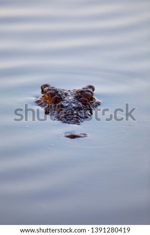 Nile crocodile (Crocodylus niloticus), in the water, Kruger National Park, South Africa.