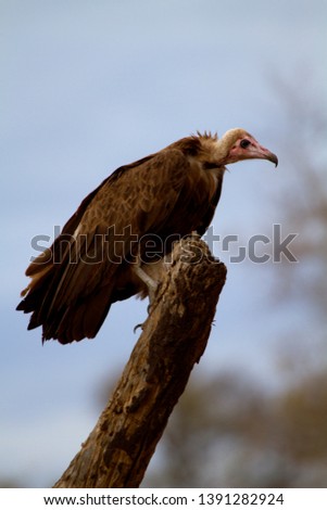  Hooded vulture (Necrosyrtes monachus)), Kruger National Park, South Africa.
