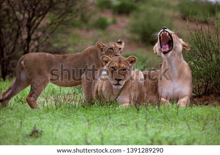 African Lions (Panthera leo), in the rain, Kgalagadi Transfrontier Park, Kalahari desert, South Africa.