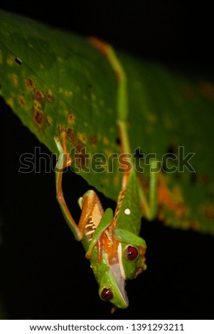 Gaudy Leaf Frog (Agalychnis callidryas), in the rain forest, Costa Rica.