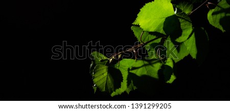 Birch leaves on branch on dark black background with copy space