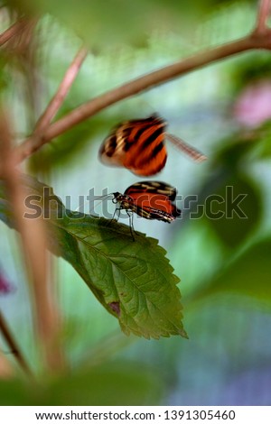 Longwing Butterfly (Heliconius hecale), Costa Rica.