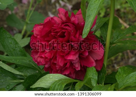 Image of a peony flower in full bloom