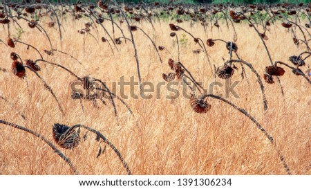 dried sunflowers killed by drought