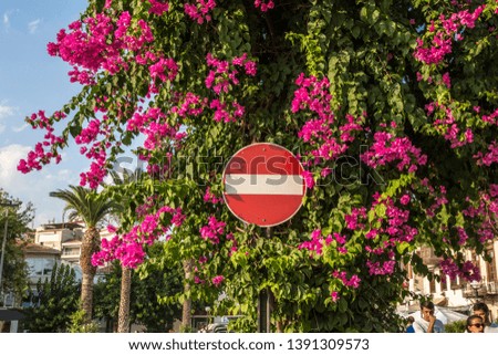stop sign between beautiful pink flowers