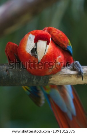 Scarlet Macaw (Ara macao), eating, Costa Rica.