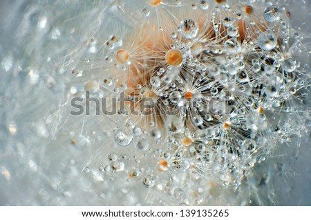 Close up of dandelion seed with water drops