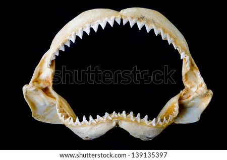 Shark Jaw Bone and sharp shark teeth isolated on black background Royalty-Free Stock Photo #139135397