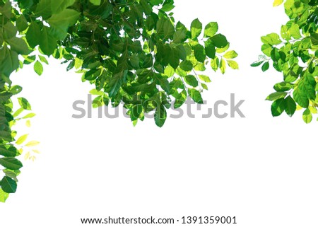 Isolated leaf on white background