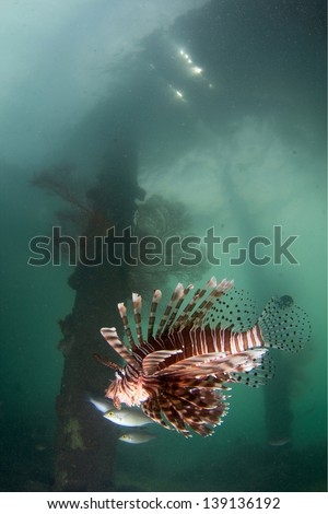 Lionfish on the prowl