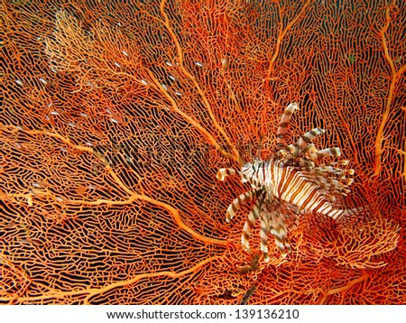 Lionfish and orange sea fan