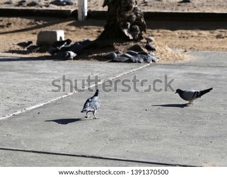 Multiple black, grey and white pigeons photographed during a sunny day in the island of Madeira. Beautiful little birds have gather together to eat something from the sandy ground. Color photo. 