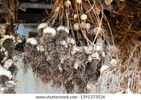 rustic garlic that hangs and dries