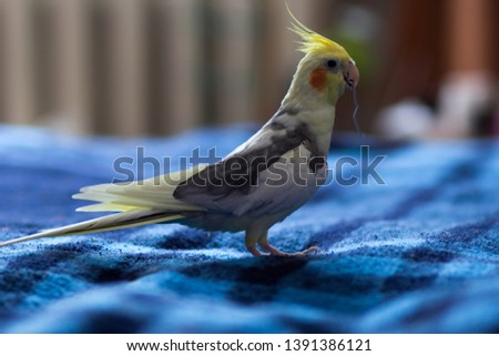 Carella parrot on a blue bedspread