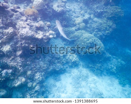 Maldives, tropical fish on the coral reef destroyed by the tsunami and regrowth coral - puppy shark