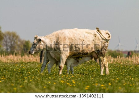 White cow is feeding her calf