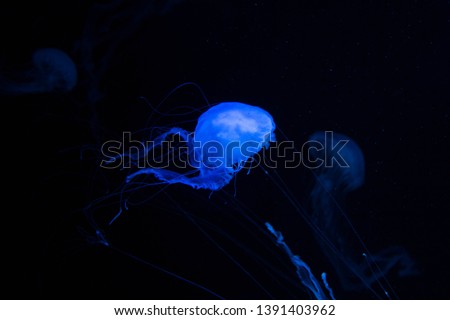 beautiful blue jellyfish for text
