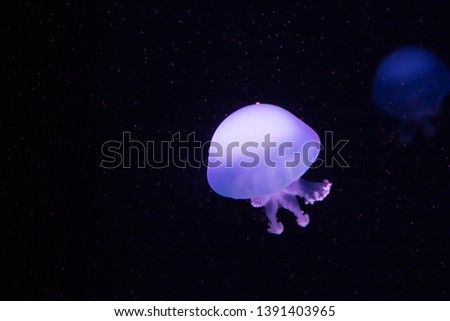 beautiful exotic jellyfish for text