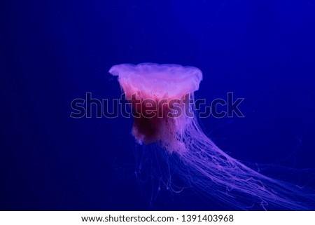 beautiful pink jellyfish for text