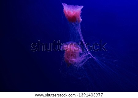 beautiful pink jellyfish for text