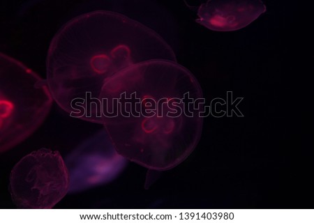 beautiful exotic jellyfish for text
