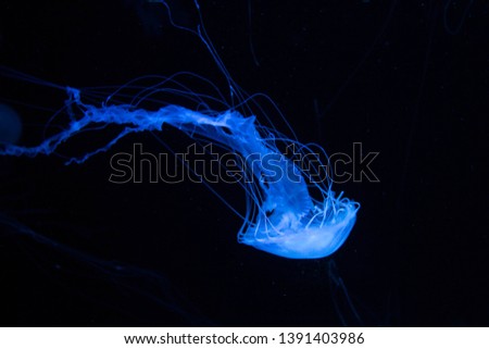 beautiful blue jellyfish for text