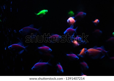 beautiful exotic fish for text