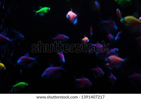 beautiful exotic fish for text