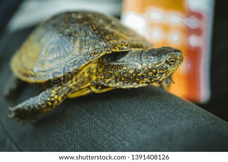 close up of home turtle