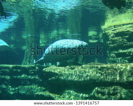 Manatee in underwater tank at Sea World, Orlando, Florida