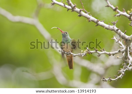 Buff-bellied Hummingbird tests the air with his tongue
