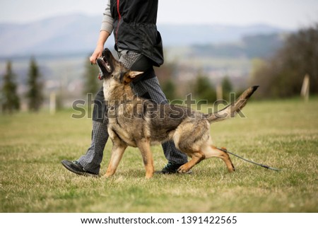 German shepherd in obedience training on green grass  Royalty-Free Stock Photo #1391422565