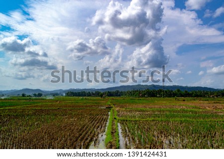 Beautiful rice field landscape scenery