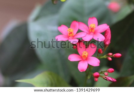 Pink flowers are the most beautiful thing , an eye stopper , here is the beauty of nature spread in garden. i love this color and flowers of pink color   Royalty-Free Stock Photo #1391429699