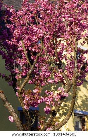 almond tree blossom in street at april springtime morning with blue sky and sun shining