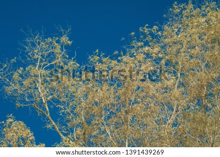 Infrared image of trees and sky against a blue sky.