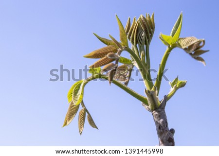 The first leaves of a young walnut grow in spring. Against the blue sky.