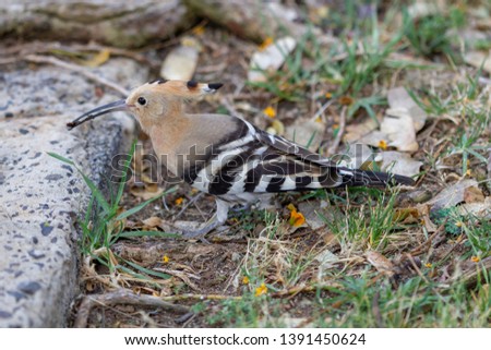 Hoopoe birds are colourful birds found across Afro-Eurasia, notable for their distinctive "crown" of feathers. Hoopoe is looking for food. Upupa epops  is the most widespread species of the Upuppa. 