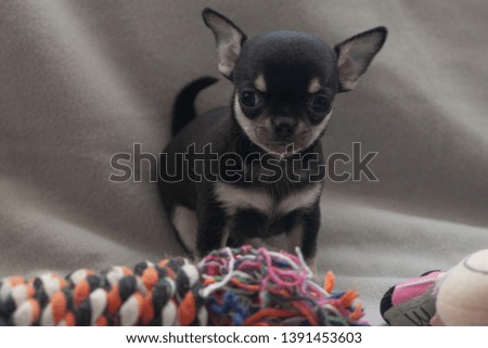 Little puppy on a gray background.
