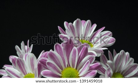 Purple and White Flower on Dark Background