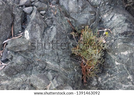 flower on rock in dry environment