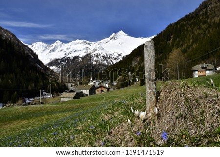 Picture of a small village, Chiareggio, in the central Alps. The spring is coloring his meadows with beatiful flowers, while the snow whiten the mountain peaks
