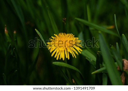 Close up picture of a dandelion flower