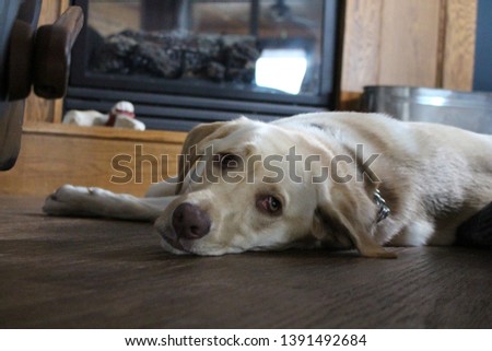 Great pics of a white lab