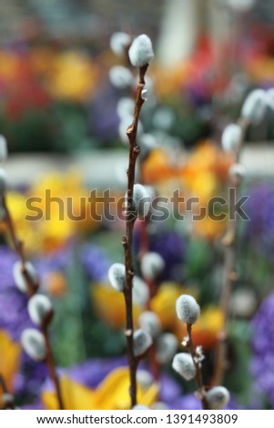 Spring Flower and Planet Photos, macro photography closeups