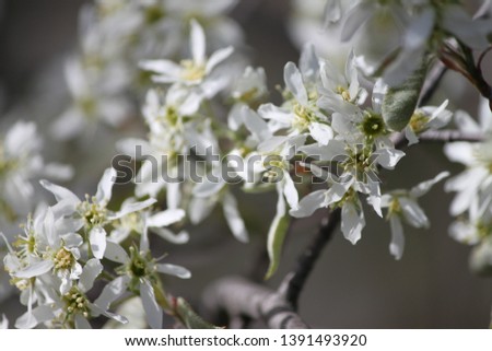 Spring Flower and Planet Photos, macro photography closeups