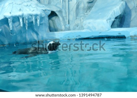 penguin on an artificial iceberg