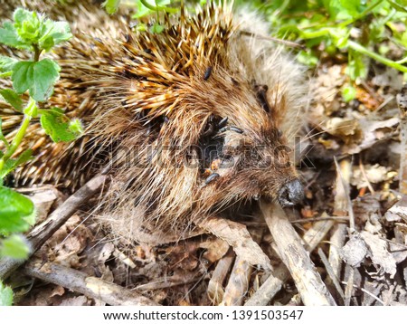 dead hedgehog animal body nature